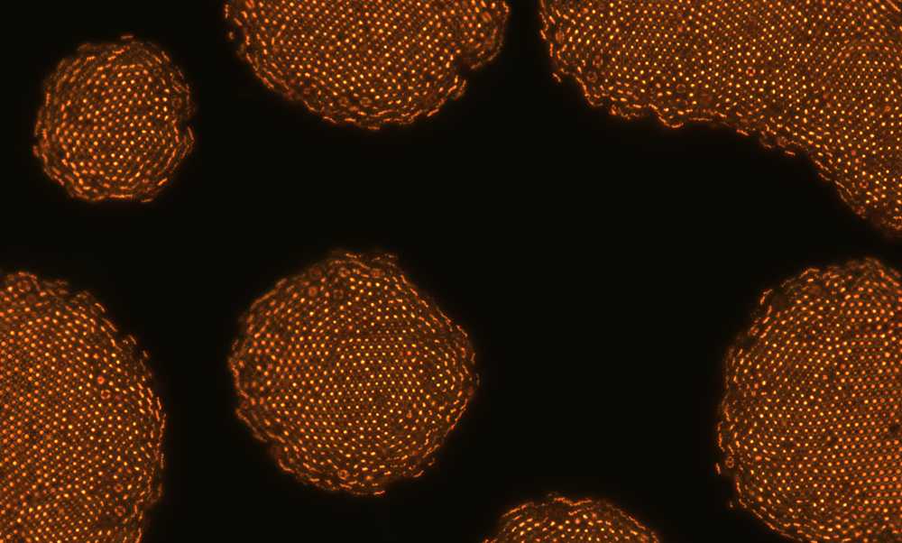 An odd colloidal liquid